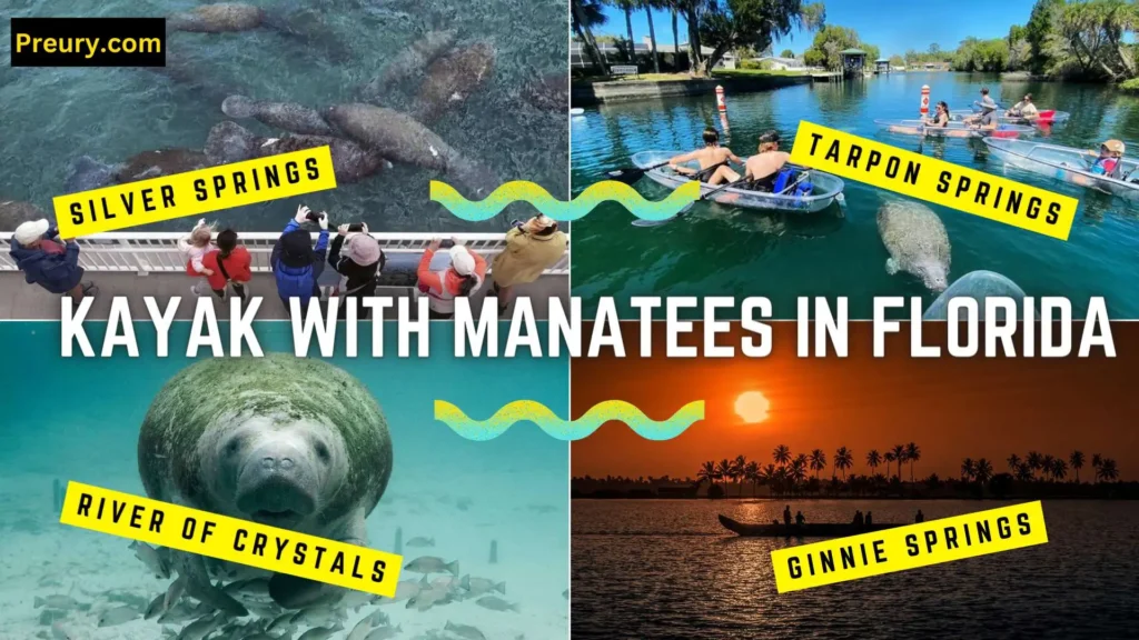 12 Gorgeous places to kayak with manatees in Florida