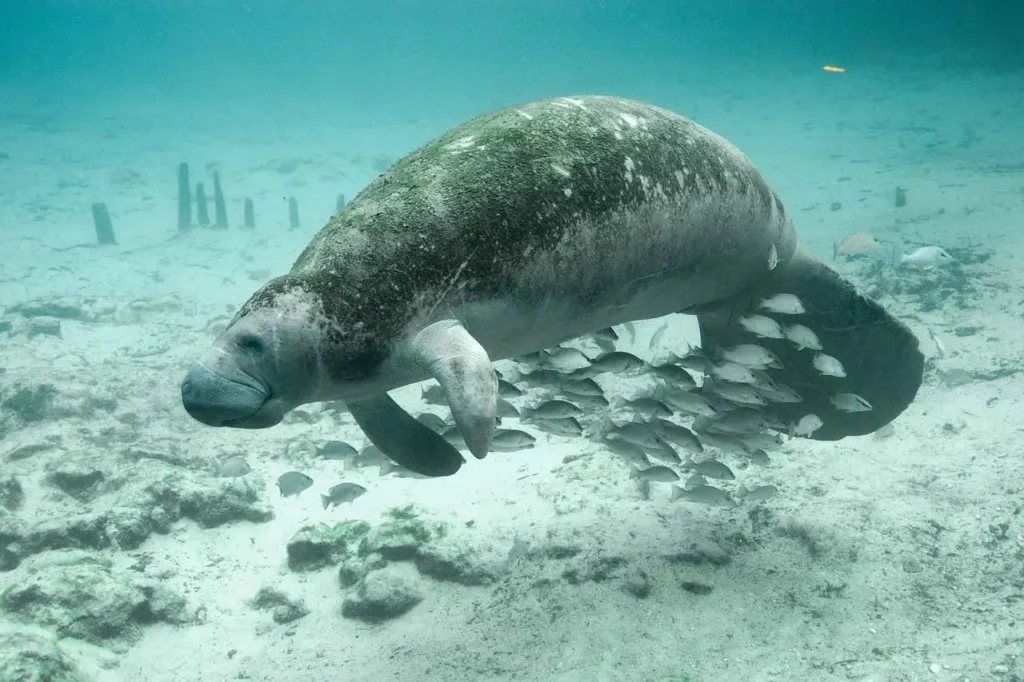 Silver Springs Manatee Kayaking place for visiting florida