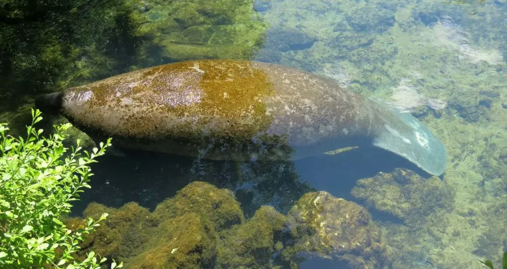 12 Gorgeous places to kayak with manatees in Florida