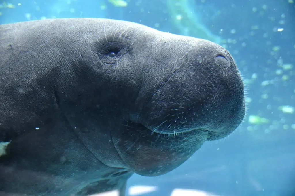 12 Gorgeous places to kayak with manatees in Florida