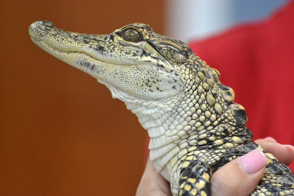 Do Alligators Live in Florida's Natural Springs