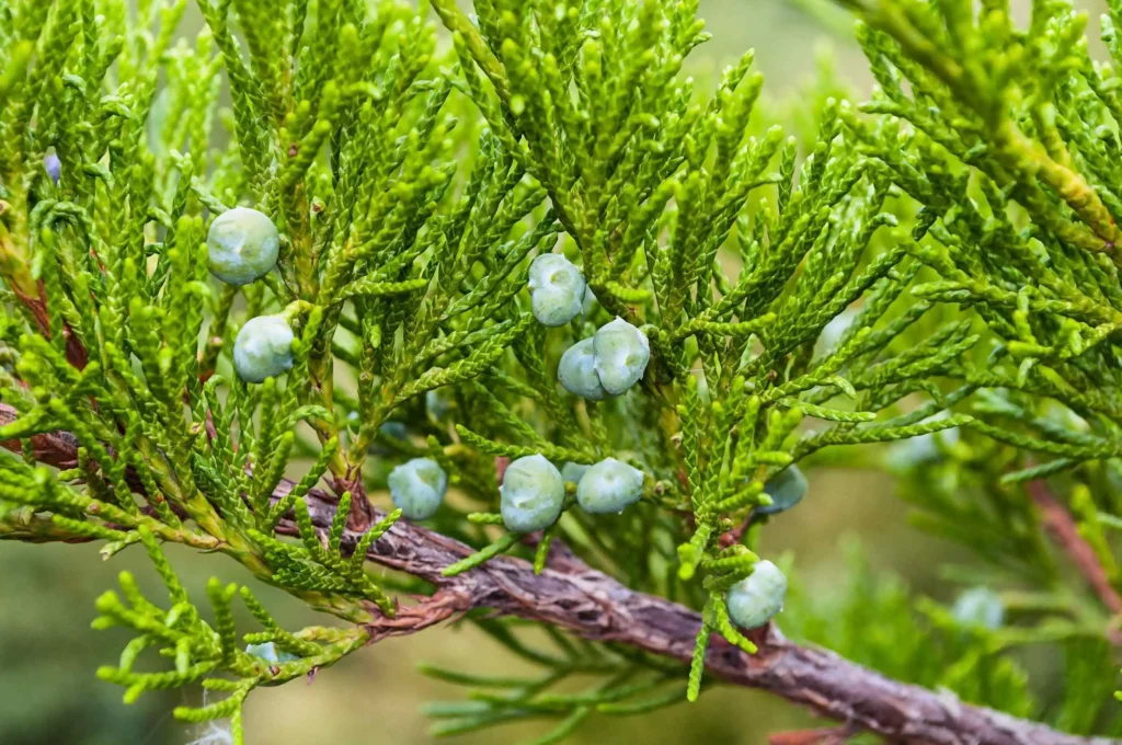 Spring Juniper