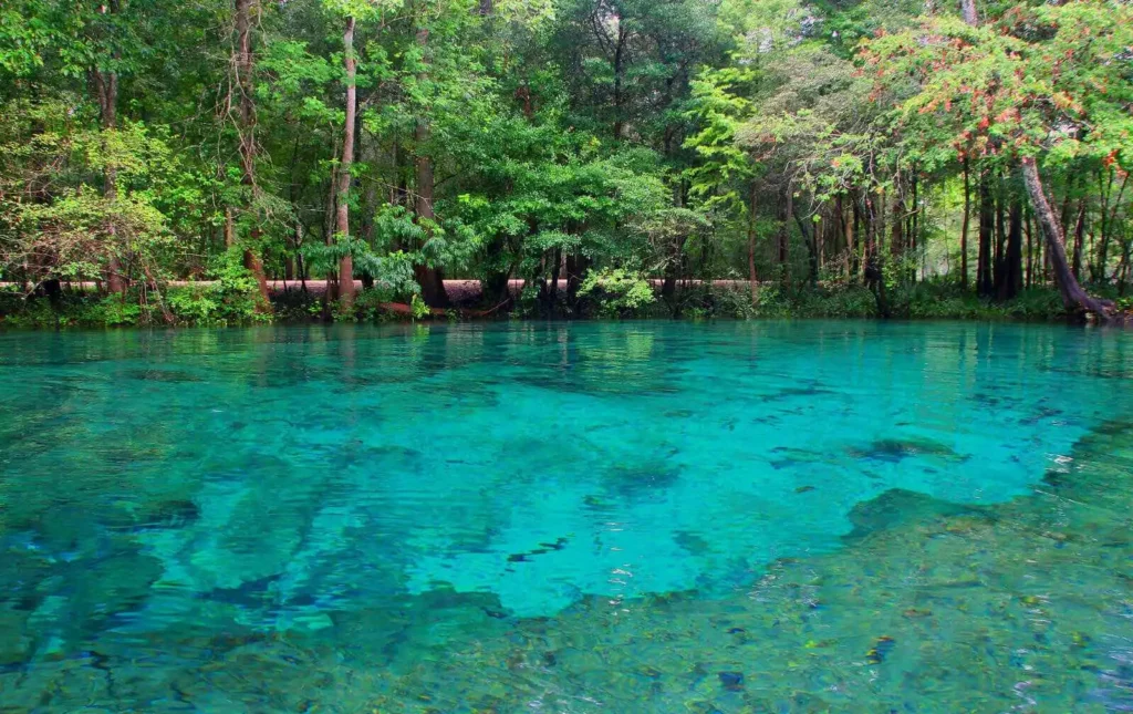 Peaceful Freshwater Springs In Ginnie Springs