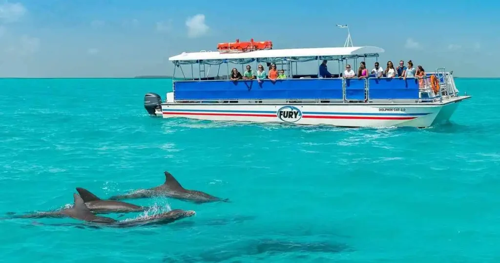 Dolphin watching and snorkeling Eco tour